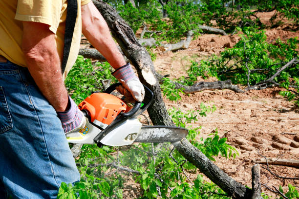 Tree Service Company in Schuylerville, NY